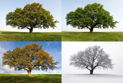 One Oak – Four Seasons via @possibilitychange